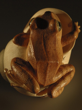 frog on snailhouse, Frosch, Schneckenhaus, Acrylglas,Cornel, Schneider, Boxwood, Buchsbaum,  jpeg, jpg, scuplture, Schnitzerei, Carving, netsuke