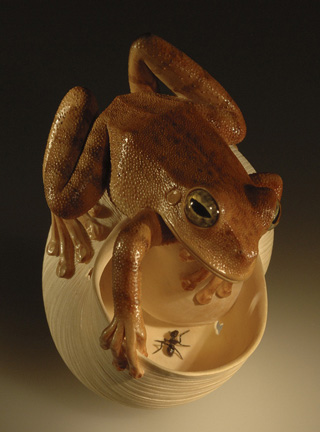frog on snailhouse, Frosch, Schneckenhaus, Acrylglas,Cornel, Schneider, Boxwood, Buchsbaum,  jpeg, jpg, scuplture, Schnitzerei, Carving, netsuke