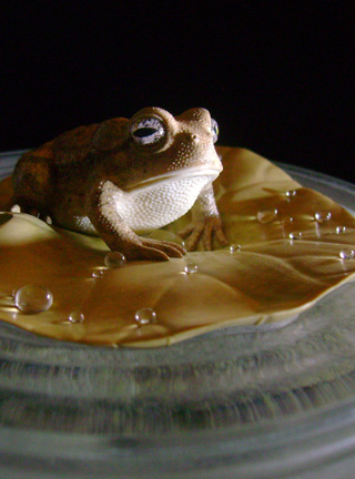 toad on lotusleaf, Kröte, Cornel, Schneider, Boxwood, Buchsbaum, Acrylglas, Ivory, jpeg, jpg, scuplture, Schnitzerei, Carving, okimono