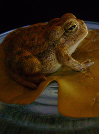 toad on lotusleaf, Kröte, Cornel, Schneider, Boxwood, Buchsbaum, Acrylglas, Ivory, jpeg, jpg, scuplture, Schnitzerei, Carving, okimono