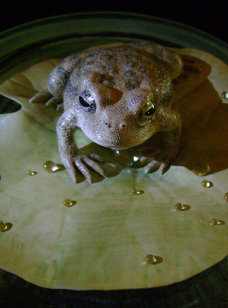 toad on lotusleaf, Kröte, Cornel, Schneider, Boxwood, Buchsbaum, Acrylglas, Ivory, jpeg, jpg, scuplture, Schnitzerei, Carving, okimono