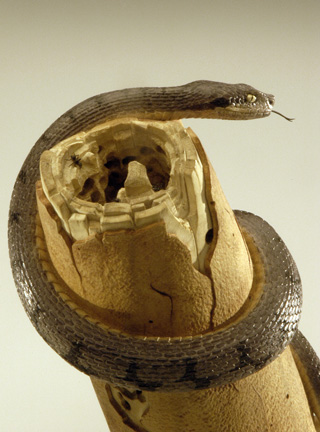 viper around branch, Cornel, Schneider, Boxwood, Buchsbaum,  jpeg, jpg, scuplture, Schnitzerei, Carving, okimono