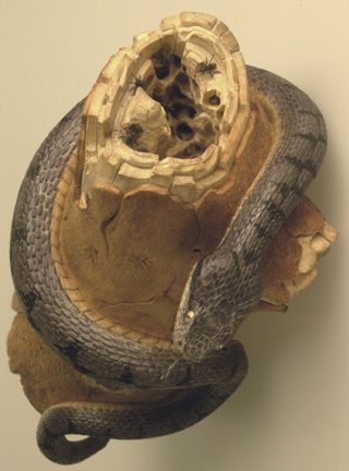 viper around branch, Cornel, Schneider, Boxwood, Buchsbaum,  jpeg, jpg, scuplture, Schnitzerei, Carving, okimono