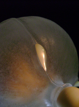 The nude, Akt, Cornel, Schneider, Boxwood, Buchsbaum,  acrylglass, ivory jpeg, jpg, scuplture, Schnitzerei, Carving, okimono