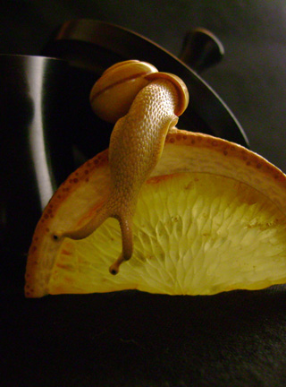 orangesnail, Cornel, Schneider, Boxwood, Buchsbaum,  amber, bernstein, ebony, jpeg, jpg, scuplture, Schnitzerei, Carving, netsuke