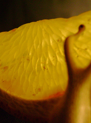 orangesnail, Cornel, Schneider, Boxwood, Buchsbaum,  amber, bernstein, ebony, jpeg, jpg, scuplture, Schnitzerei, Carving, netsuke