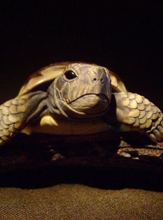 turtle on bark, schildkröte, Cornel, Schneider, Boxwood, Buchsbaum, ebony, buffalo horn, jpeg, jpg, scuplture, Schnitzerei, Carving, netsuke