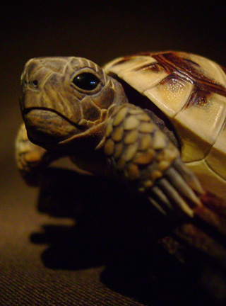 turtle on bark, schildkröte, Cornel, Schneider, Boxwood, Buchsbaum, ebony, buffalo horn, jpeg, jpg, scuplture, Schnitzerei, Carving, netsuke