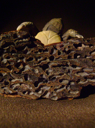 turtle on bark, schildkröte, Cornel, Schneider, Boxwood, Buchsbaum, ebony, buffalo horn, jpeg, jpg, scuplture, Schnitzerei, Carving, netsuke