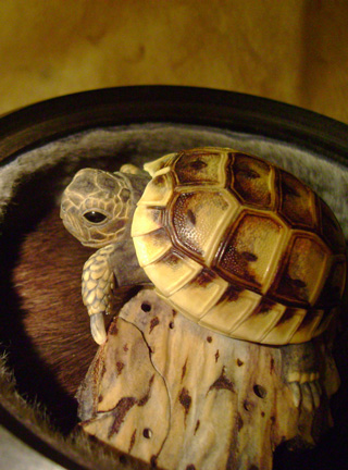 turtle on bark, schildkröte, Cornel, Schneider, Boxwood, Buchsbaum, ebony, buffalo horn, jpeg, jpg, scuplture, Schnitzerei, Carving, netsuke