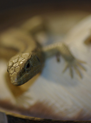 LIZARD ON SNAILHOUSE, Eidechse, Schneckenhaus, Cornel, Schneider, Boxwood, Buchsbaum,  jpeg, jpg, scuplture, Schnitzerei, Carving, okimono