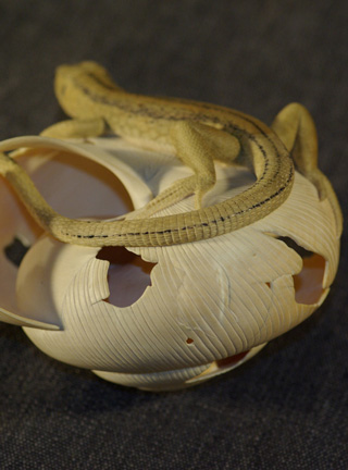 LIZARD ON SNAILHOUSE, Eidechse, Schneckenhaus, Cornel, Schneider, Boxwood, Buchsbaum,  jpeg, jpg, scuplture, Schnitzerei, Carving, okimono