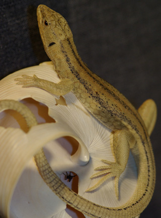 LIZARD ON SNAILHOUSE, Eidechse, Schneckenhaus, Cornel, Schneider, Boxwood, Buchsbaum,  jpeg, jpg, scuplture, Schnitzerei, Carving, okimono