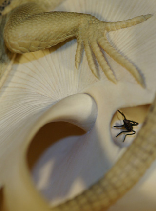 LIZARD ON SNAILHOUSE, Eidechse, Schneckenhaus, Cornel, Schneider, Boxwood, Buchsbaum,  jpeg, jpg, scuplture, Schnitzerei, Carving, okimono