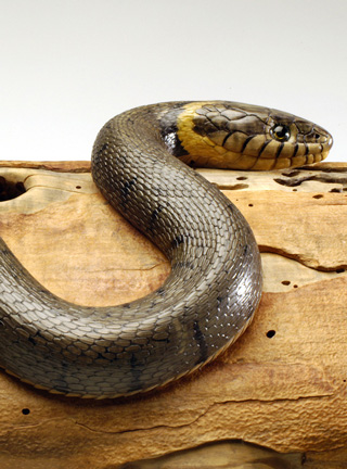 Natrix-Natrix, Ringelnatter, Grass snake, rindged, Cornel, Schneider, Boxwood, Buchsbaum,  jpeg, jpg, scuplture, Schnitzerei, Carving, okimono