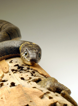 Natrix-Natrix, Ringelnatter, Grass snake, rindged, Cornel, Schneider, Boxwood, Buchsbaum,  jpeg, jpg, scuplture, Schnitzerei, Carving, okimono