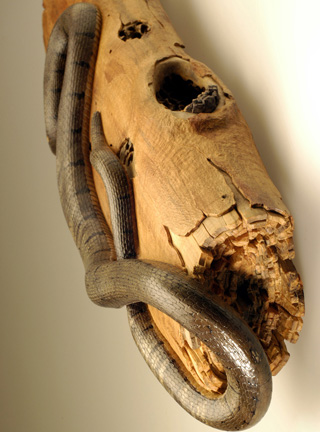 Natrix-Natrix, Ringelnatter, Grass snake, rindged, Cornel, Schneider, Boxwood, Buchsbaum,  jpeg, jpg, scuplture, Schnitzerei, Carving, okimono