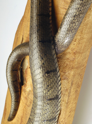 Natrix-Natrix, Ringelnatter, Grass snake, rindged, Cornel, Schneider, Boxwood, Buchsbaum,  jpeg, jpg, scuplture, Schnitzerei, Carving, okimono