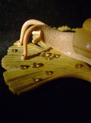 Snail on Gingkoleaf, schnecke, Ginkoblatt, Dewdrop, Cornel, Schneider, Boxwood, Buchsbaum,  jpeg, jpg, scuplture, Schnitzerei, Carving, netsuke 