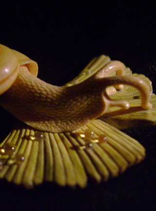 Snail on Gingkoleaf, schnecke, Ginkoblatt, Dewdrop, Cornel, Schneider, Boxwood, Buchsbaum,  jpeg, jpg, scuplture, Schnitzerei, Carving, netsuke 