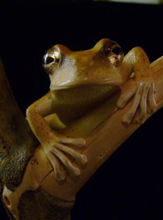 treefrog, Baumfrosch,Cornel, Schneider, Boxwood, Buchsbaum,  jpeg, jpg, scuplture, Schnitzerei, Carving, netsuke, okimono