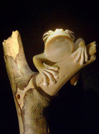 treefrog, Baumfrosch,Cornel, Schneider, Boxwood, Buchsbaum,  jpeg, jpg, scuplture, Schnitzerei, Carving, netsuke, okimono