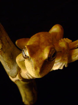 treefrog, Baumfrosch,Cornel, Schneider, Boxwood, Buchsbaum,  jpeg, jpg, scuplture, Schnitzerei, Carving, netsuke, okimono