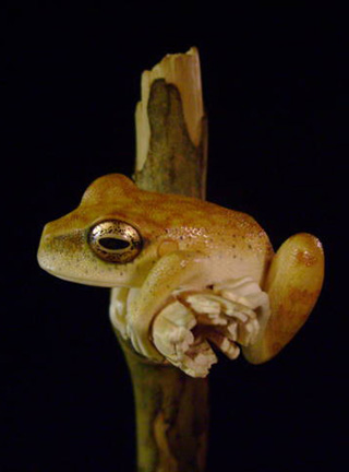 treefrog, Baumfrosch,Cornel, Schneider, Boxwood, Buchsbaum,  jpeg, jpg, scuplture, Schnitzerei, Carving, netsuke, okimono