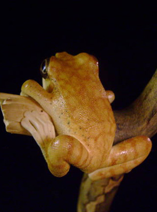 treefrog, Baumfrosch,Cornel, Schneider, Boxwood, Buchsbaum,  jpeg, jpg, scuplture, Schnitzerei, Carving, netsuke, okimono