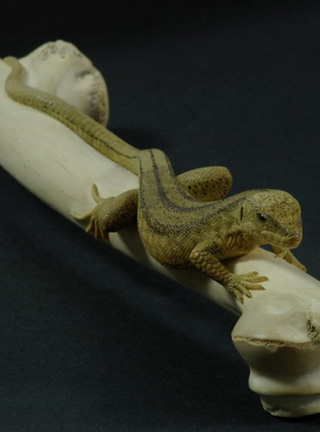 LIZARD ON BONE, Eidechse, Knochen, Cornel, Schneider, Boxwood, Buchsbaum,  jpeg, jpg, scuplture, Schnitzerei, Carving, sashi, netsuke, 