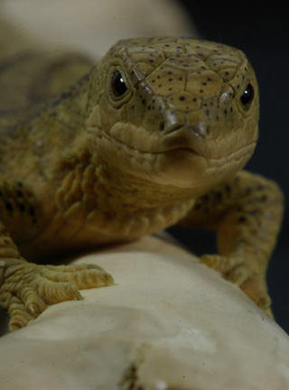 LIZARD ON BONE, Eidechse, Knochen, Cornel, Schneider, Boxwood, Buchsbaum,  jpeg, jpg, scuplture, Schnitzerei, Carving, sashi, netsuke, 