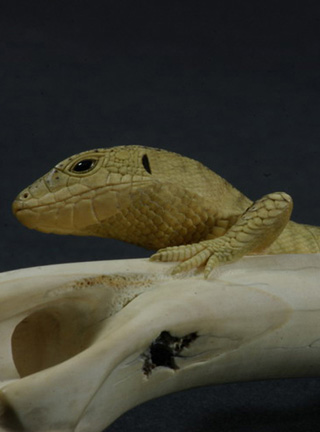 LIZARD ON BONE, Eidechse, Knochen, Cornel, Schneider, Boxwood, Buchsbaum,  jpeg, jpg, scuplture, Schnitzerei, Carving, sashi, netsuke, 