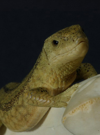 LIZARD ON BONE, Eidechse, Knochen, Cornel, Schneider, Boxwood, Buchsbaum,  jpeg, jpg, scuplture, Schnitzerei, Carving, sashi, netsuke, 