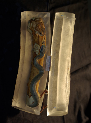 MEETING, Toad, Aspisviper, Kröte, Cornel, Schneider, Boxwood, Buchsbaum, Acrylglass, jpeg, jpg, scuplture, Schnitzerei, Carving,okimono