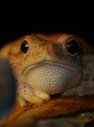 MEETING, Toad, Aspisviper, Kröte, Cornel, Schneider, Boxwood, Buchsbaum, Acrylglass, jpeg, jpg, scuplture, Schnitzerei, Carving,okimono