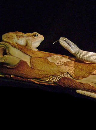 MEETING, Toad, Aspisviper, Kröte, Cornel, Schneider, Boxwood, Buchsbaum, Acrylglass, jpeg, jpg, scuplture, Schnitzerei, Carving,okimono