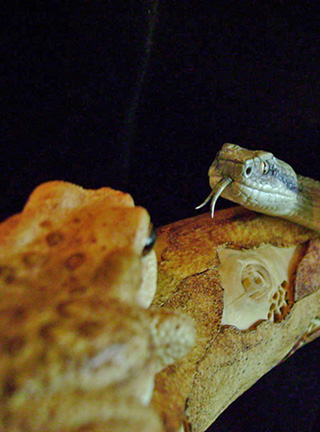 MEETING, Toad, Aspisviper, Kröte, Cornel, Schneider, Boxwood, Buchsbaum, Acrylglass, jpeg, jpg, scuplture, Schnitzerei, Carving,okimono