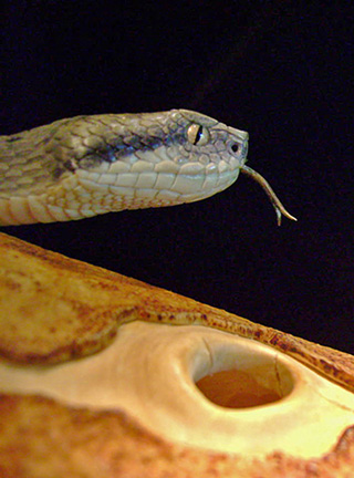 MEETING, Toad, Aspisviper, Kröte, Cornel, Schneider, Boxwood, Buchsbaum, Acrylglass, jpeg, jpg, scuplture, Schnitzerei, Carving,okimono