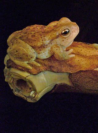 MEETING, Toad, Aspisviper, Kröte, Cornel, Schneider, Boxwood, Buchsbaum, Acrylglass, jpeg, jpg, scuplture, Schnitzerei, Carving,okimono