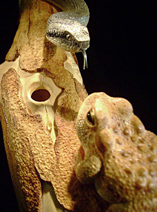 MEETING, Toad, Aspisviper, Kröte, Cornel, Schneider, Boxwood, Buchsbaum, Acrylglass, jpeg, jpg, scuplture, Schnitzerei, Carving,okimono