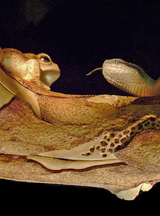 MEETING, Toad, Aspisviper, Kröte, Cornel, Schneider, Boxwood, Buchsbaum, Acrylglass, jpeg, jpg, scuplture, Schnitzerei, Carving,okimono