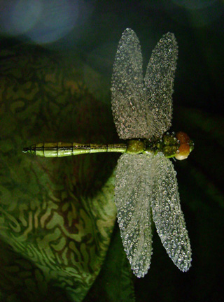 Dragonfly, libelle, Cornel, Schneider, Mammoth ivory, Mammut Elfenbein, Buffalo horn, jpeg, jpg, scuplture, Schnitzerei, Carving, objet d'art