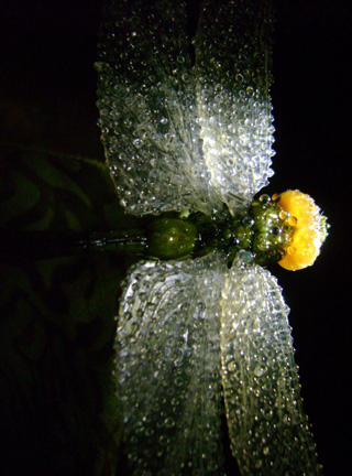 Dragonfly, libelle, Cornel, Schneider, Mammoth ivory, Mammut Elfenbein, Buffalo horn, jpeg, jpg, scuplture, Schnitzerei, Carving, objet d'art