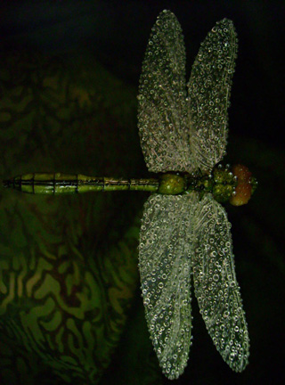 Dragonfly, libelle, Cornel, Schneider, Mammoth ivory, Mammut Elfenbein, Buffalo horn, jpeg, jpg, scuplture, Schnitzerei, Carving, objet d'art