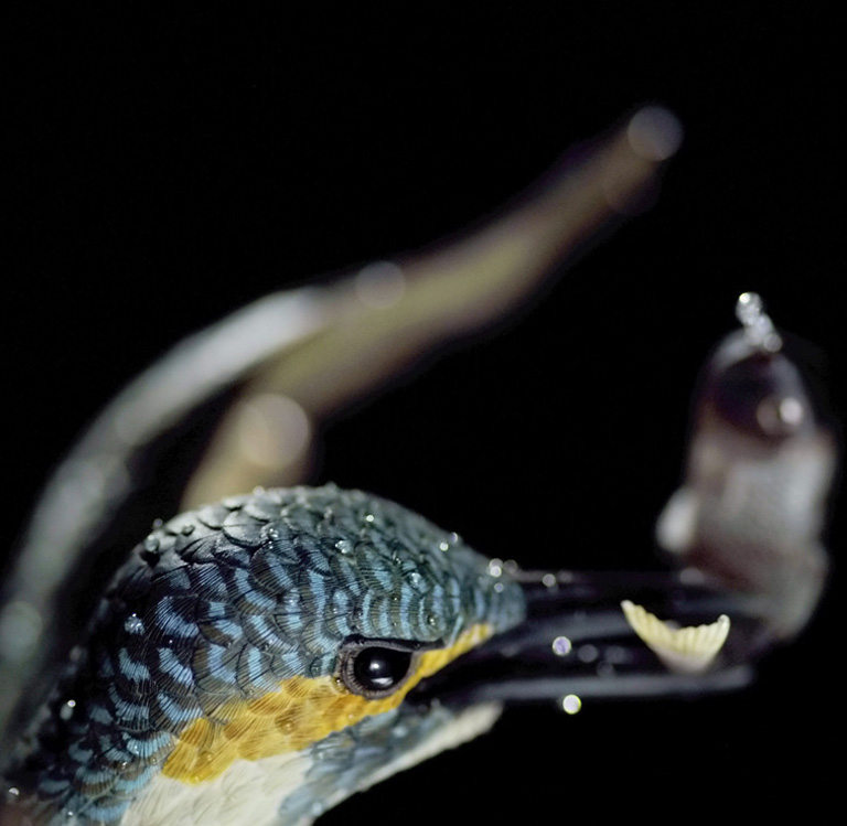 Eisvogel, Kingfisher, Watersplash, Hunting, Fish, Cornel, Schneider, Boxwood, Buchsbaum, jpeg, jpg, scuplture, Schnitzerei, Carving, okimono