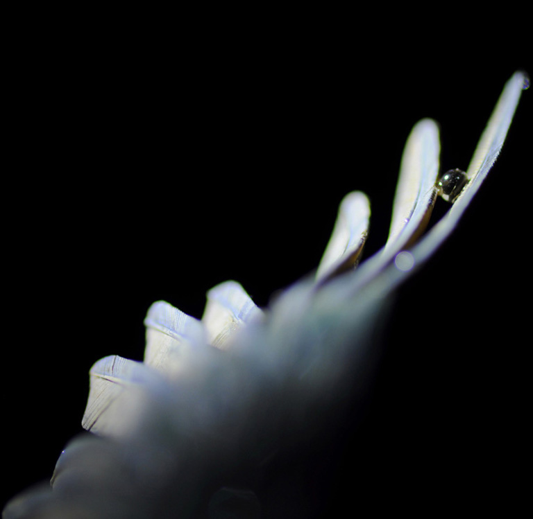 Eisvogel, Kingfisher, Watersplash, Hunting, Fish, Cornel, Schneider, Boxwood, Buchsbaum, jpeg, jpg, scuplture, Schnitzerei, Carving, okimono