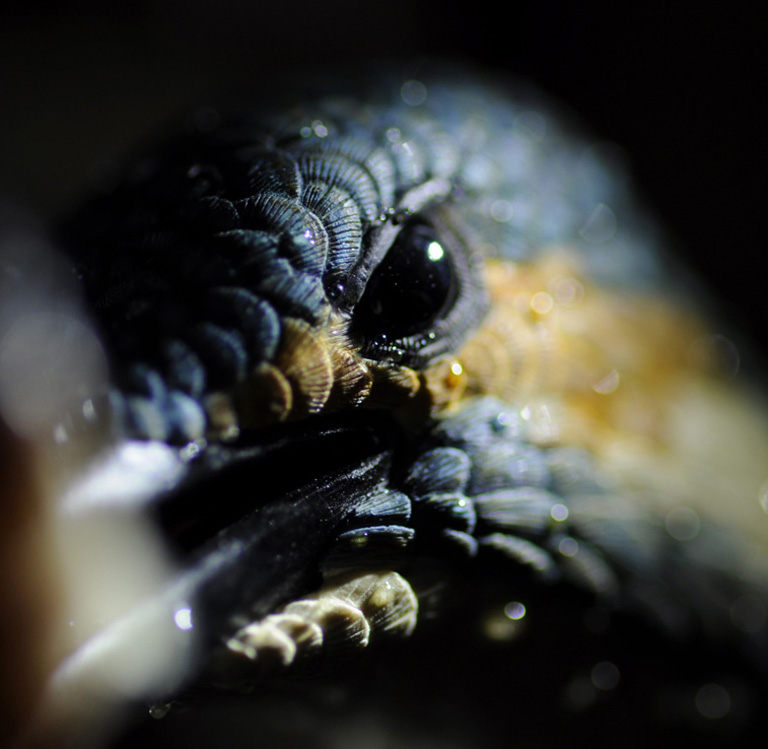 Eisvogel, Kingfisher, Watersplash, Hunting, Fish, Cornel, Schneider, Boxwood, Buchsbaum, jpeg, jpg, scuplture, Schnitzerei, Carving, okimono