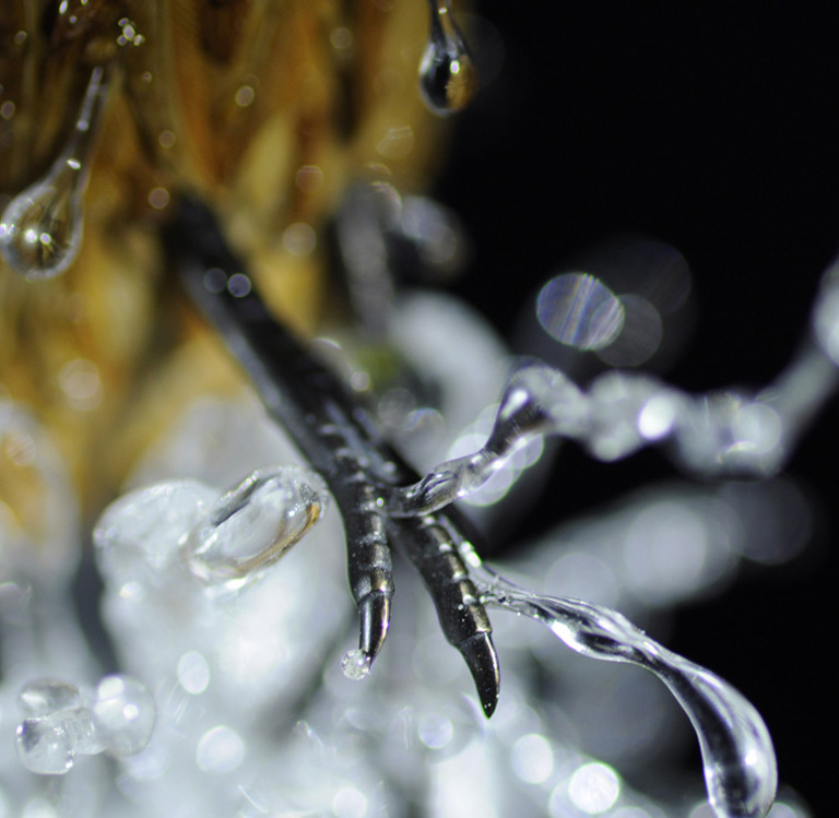 Eisvogel, Kingfisher, Watersplash, Hunting, Fish, Cornel, Schneider, Boxwood, Buchsbaum, jpeg, jpg, scuplture, Schnitzerei, Carving, okimono