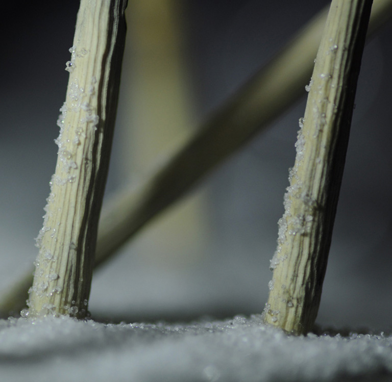 Eisvogel, Kingfisher, Watersplash, Hunting, Fish, Cornel, Schneider, Boxwood, Buchsbaum, jpeg, jpg, scuplture, Schnitzerei, Carving, okimono