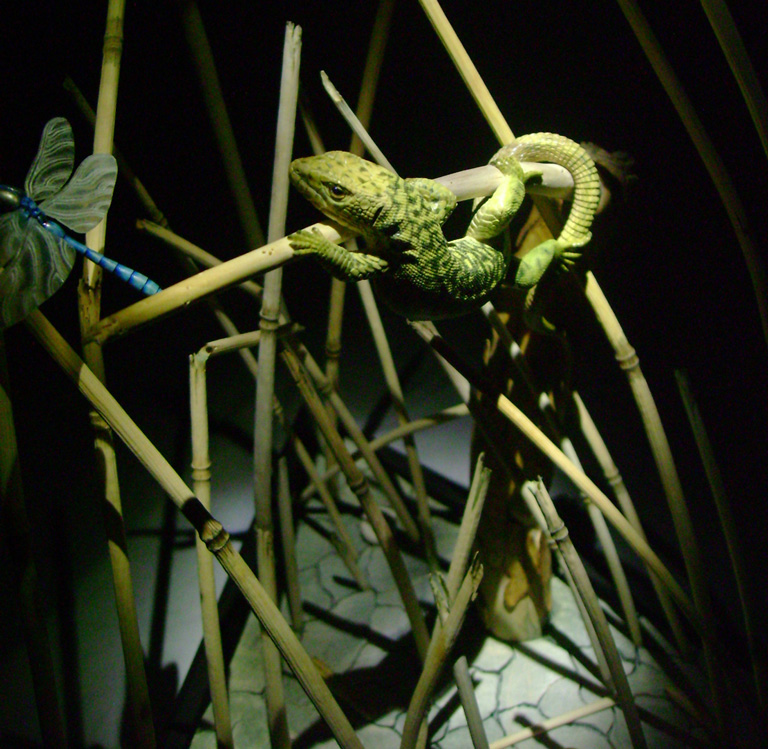 Catch me if you can,Libelle, Dragonfly, Eidechse, Lizard, Boxwood, Buchsbaum,  jpeg, jpg, scuplture, Schnitzerei, Carving, okimono